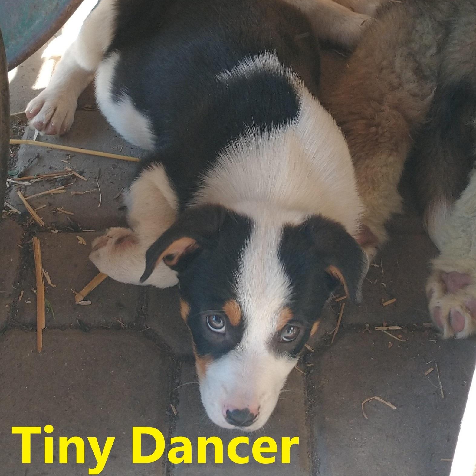 Enlarge Tiny Dancer, an adopted mixed breed in Portland, OR image 1/1
