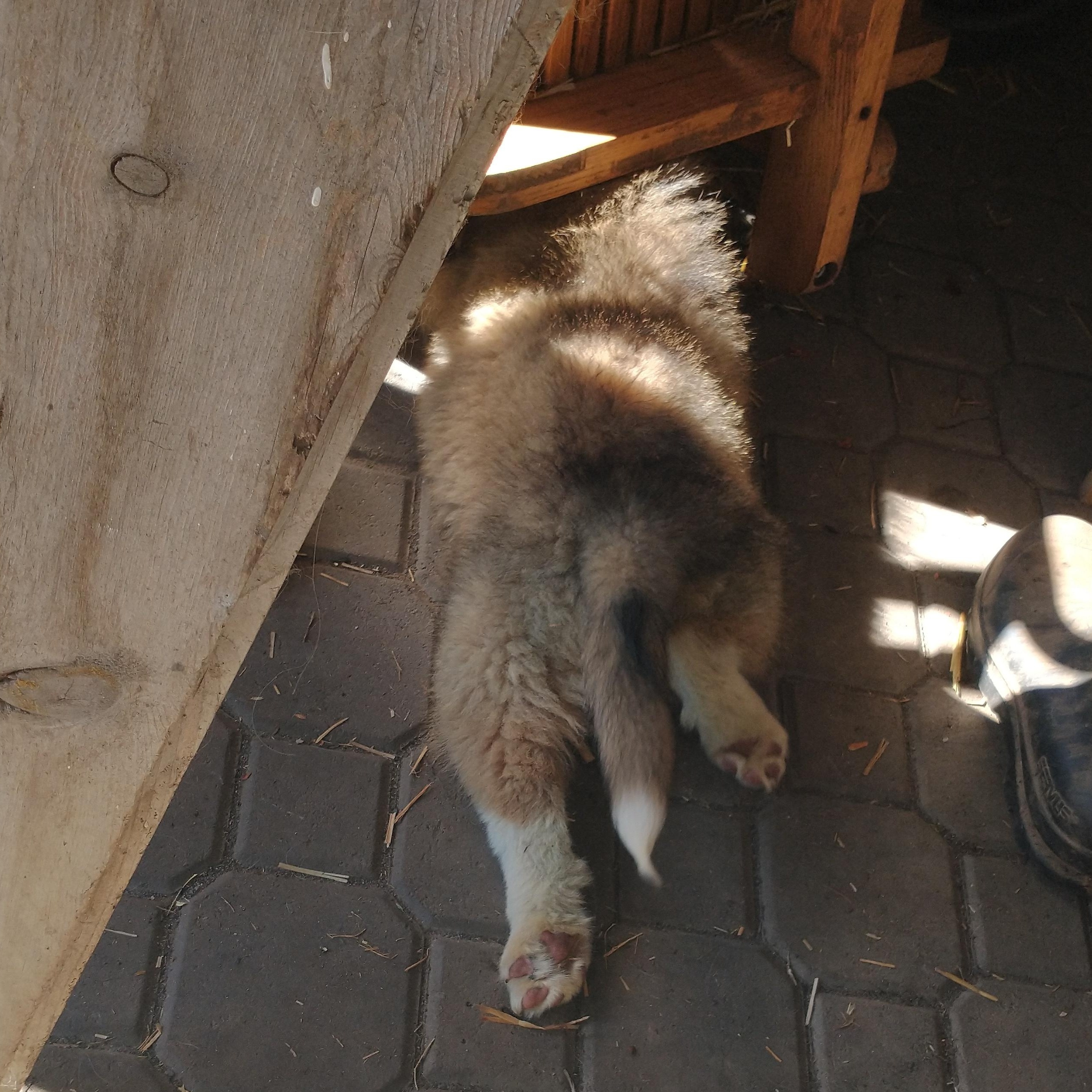 Enlarge Eclipse - Sport - Nanook - Tiny Dancer, a Adoptable mixed breed in Portland, OR image 3/4