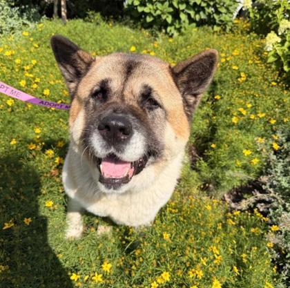 Enlarge Hachi, a Adoptable mixed breed in Merriam, KS image 1/3