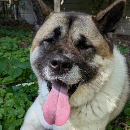 Enlarge Hachi, a Adoptable mixed breed in Merriam, KS image 2/3