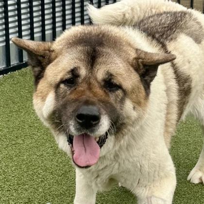 Enlarge Hachi, a Adoptable mixed breed in Merriam, KS image 3/3