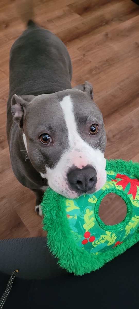 Mr. Hogan, Adopted, Adult Male American Staffordshire Terrier & American Bulldog.