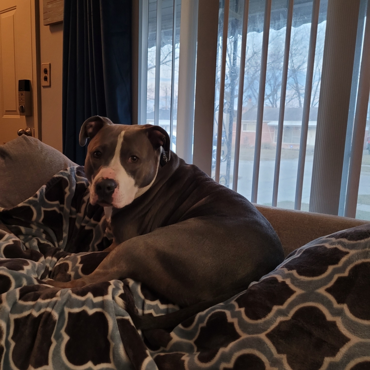 Mr. Hogan, a Adopted mixed breed in Macomb, MI image 3/6