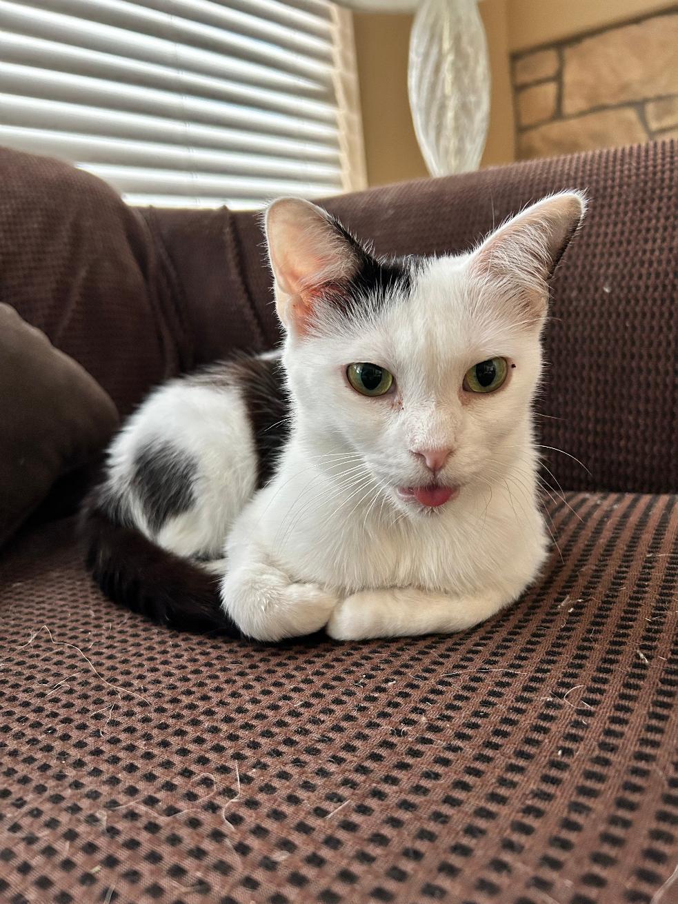 Enlarge Ophilia Clement, a Adoptable Domestic Short Hair in Colorado Springs, CO image 1/1