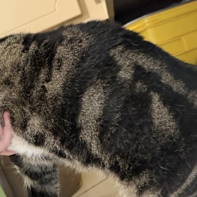 Prissy, Adoptable, Adult Female Domestic Short Hair.