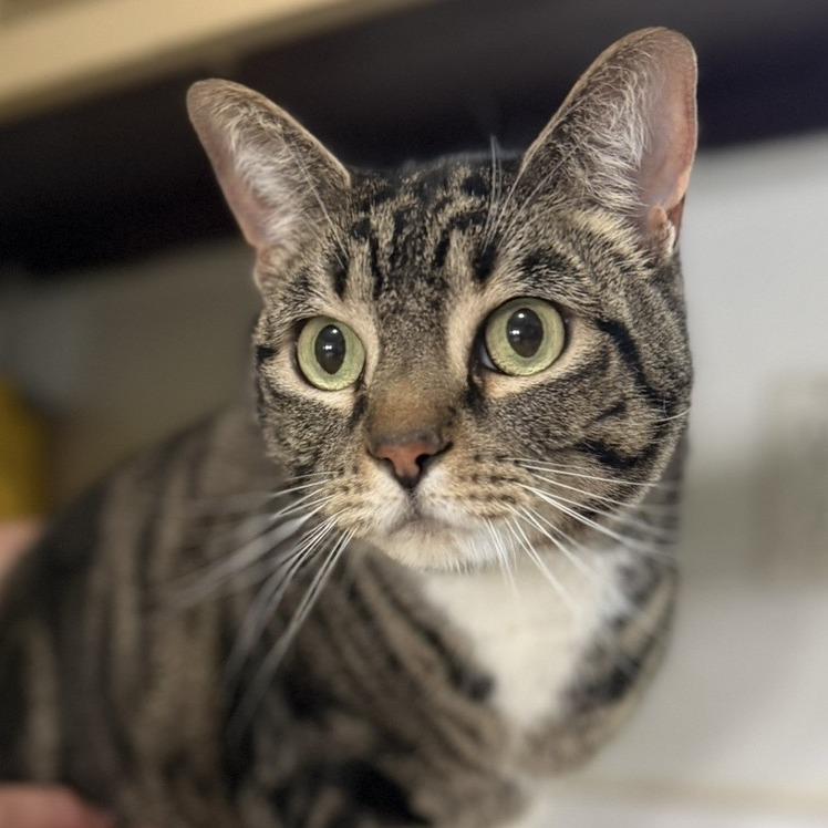 Prissy, a Adoptable Domestic Short Hair in Wiggins, MS image 2/2