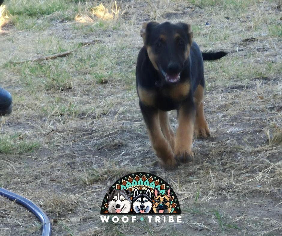 Enlarge Lil Kym from the Straight Outta Stockton Crew, a Adoptable mixed breed in Ceres, CA image 6/6