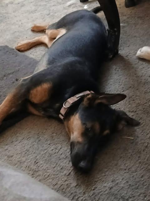 Enlarge Lil Kym from the Straight Outta Stockton Crew, a Adoptable mixed breed in Ceres, CA image 5/6
