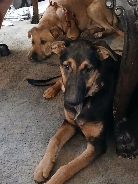 Enlarge Lil Kym from the Straight Outta Stockton Crew, a Adoptable mixed breed in Ceres, CA image 2/6