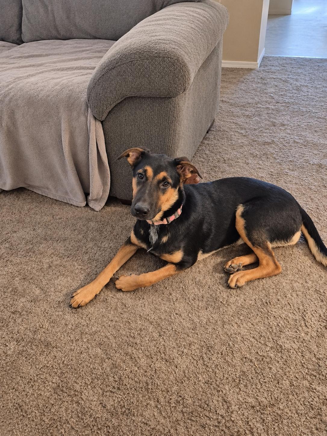 Enlarge Lil Kym from the Straight Outta Stockton Crew, a Adoptable mixed breed in Ceres, CA image 3/6