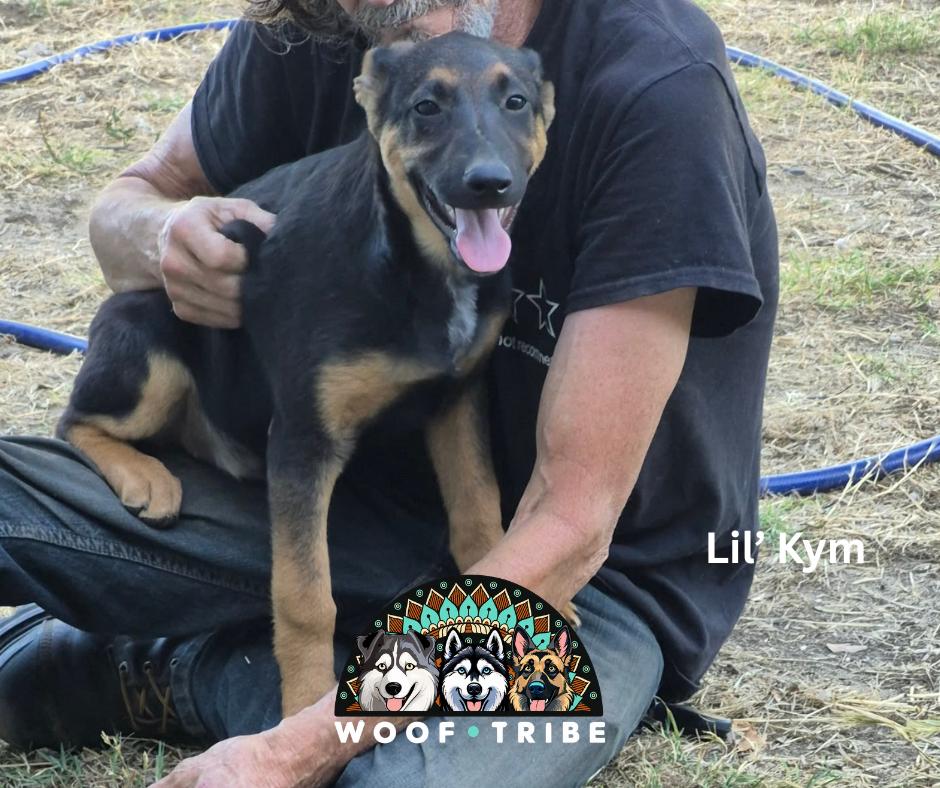 Enlarge Lil Kym from the Straight Outta Stockton Crew, a Adoptable mixed breed in Ceres, CA image 1/6