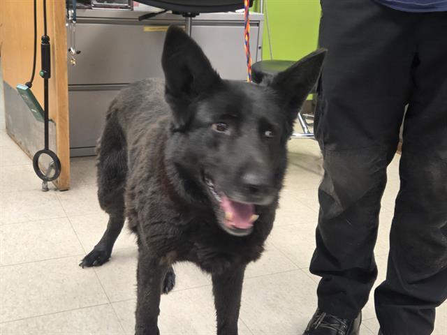 SHASTA, Adoptable, Adult Female German Shepherd Dog.