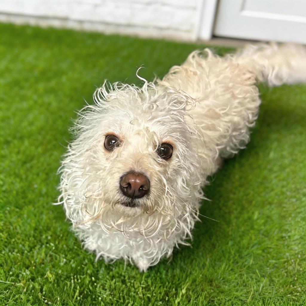 Benny, Adoptable, Young Male Terrier.