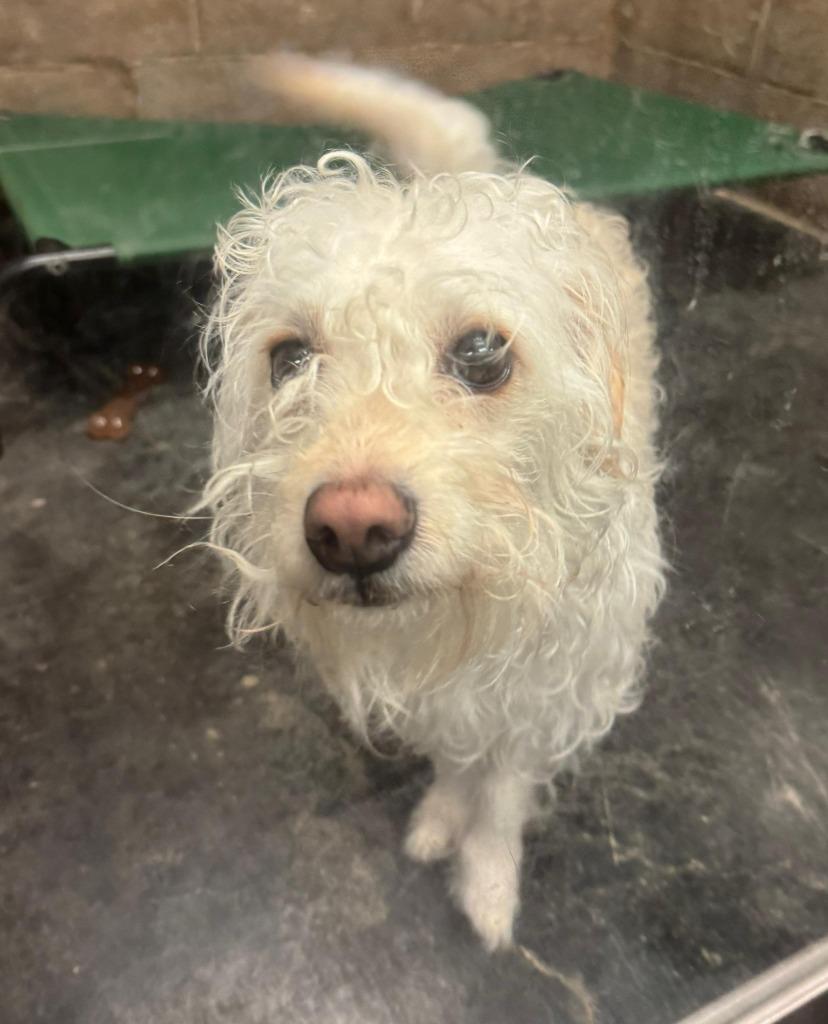 Enlarge Benny, a Adoptable mixed breed in Midland, TX image 2/3