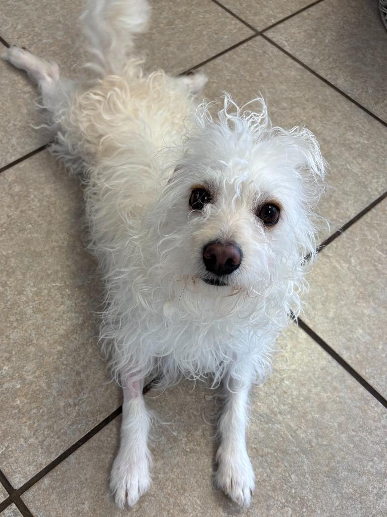 Enlarge Benny, a Adoptable mixed breed in Midland, TX image 3/3