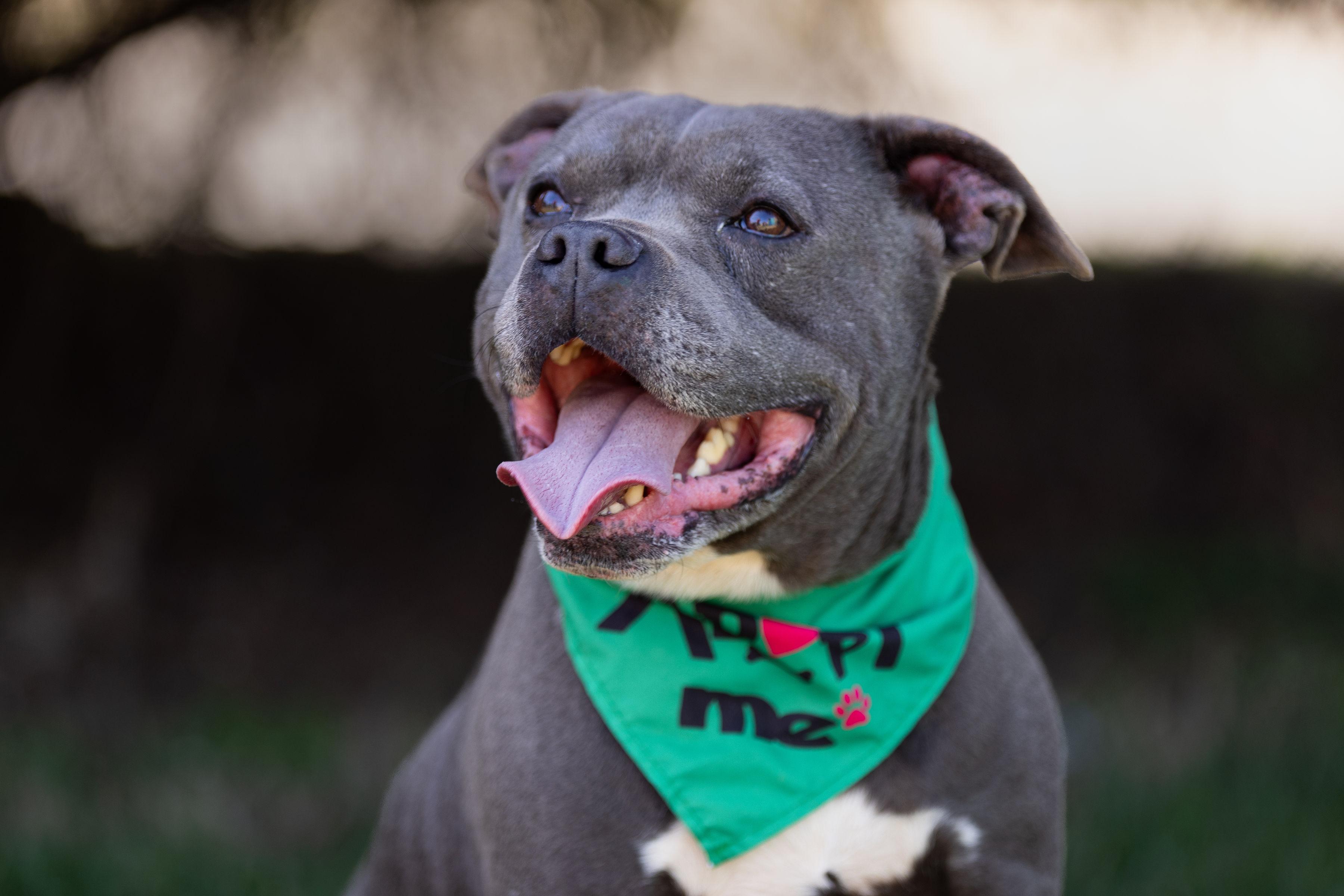 Batman, a Adoptable mixed breed in Denver, NC image 1/6