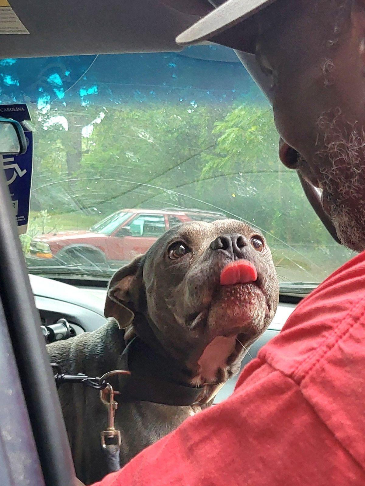 Batman, a Adoptable mixed breed in Denver, NC image 2/6