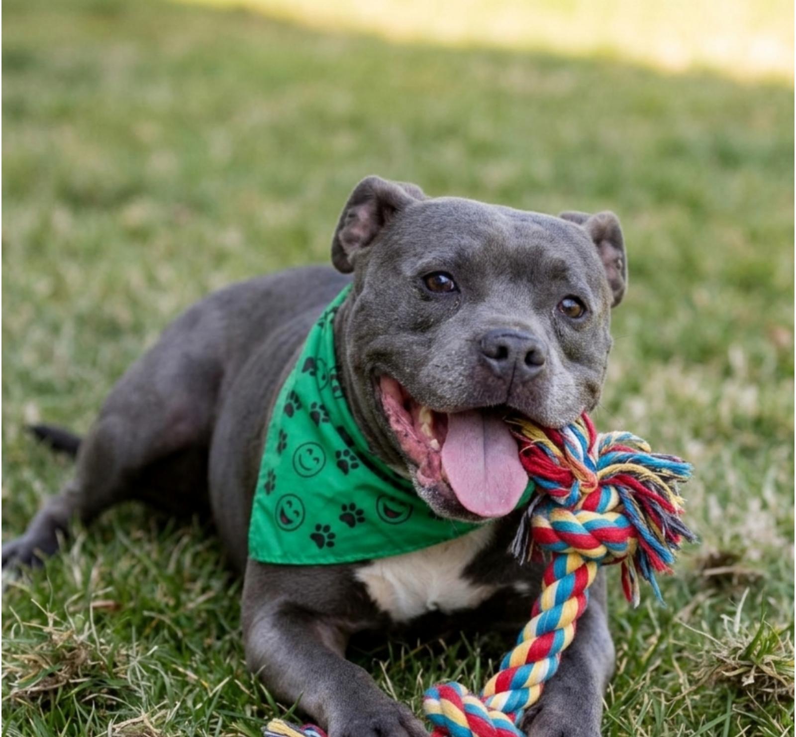Enlarge Batman, a Adoptable mixed breed in Denver, NC image 5/5