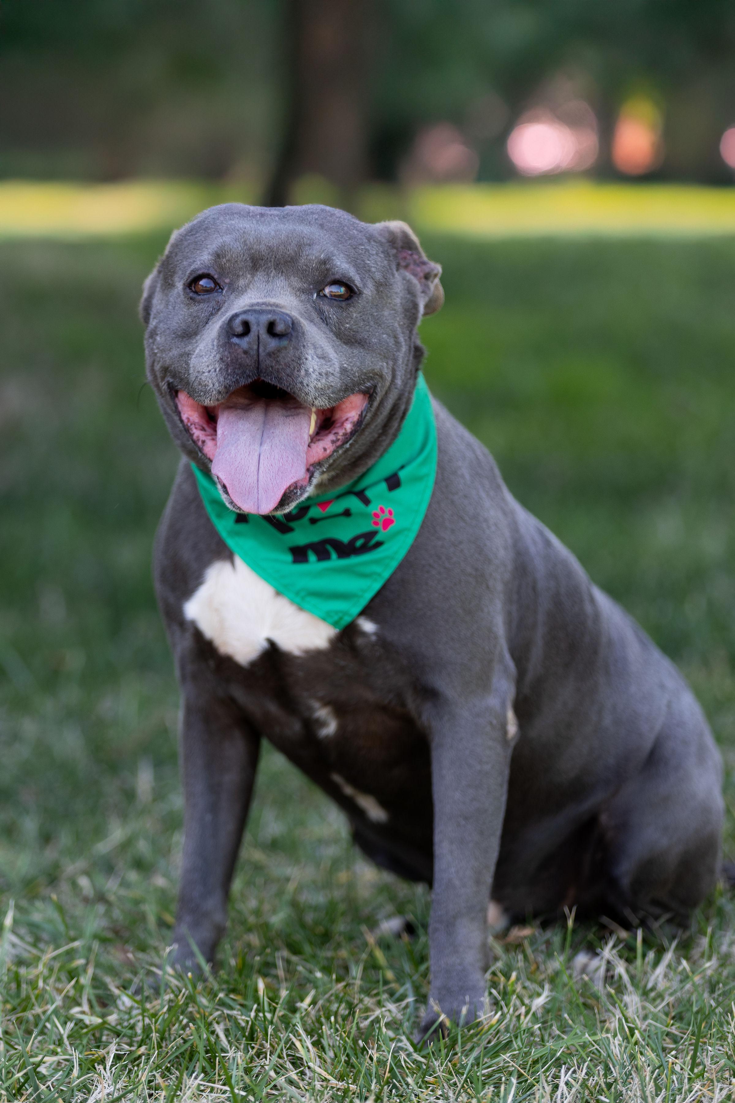 Batman, a Adoptable mixed breed in Denver, NC image 6/6