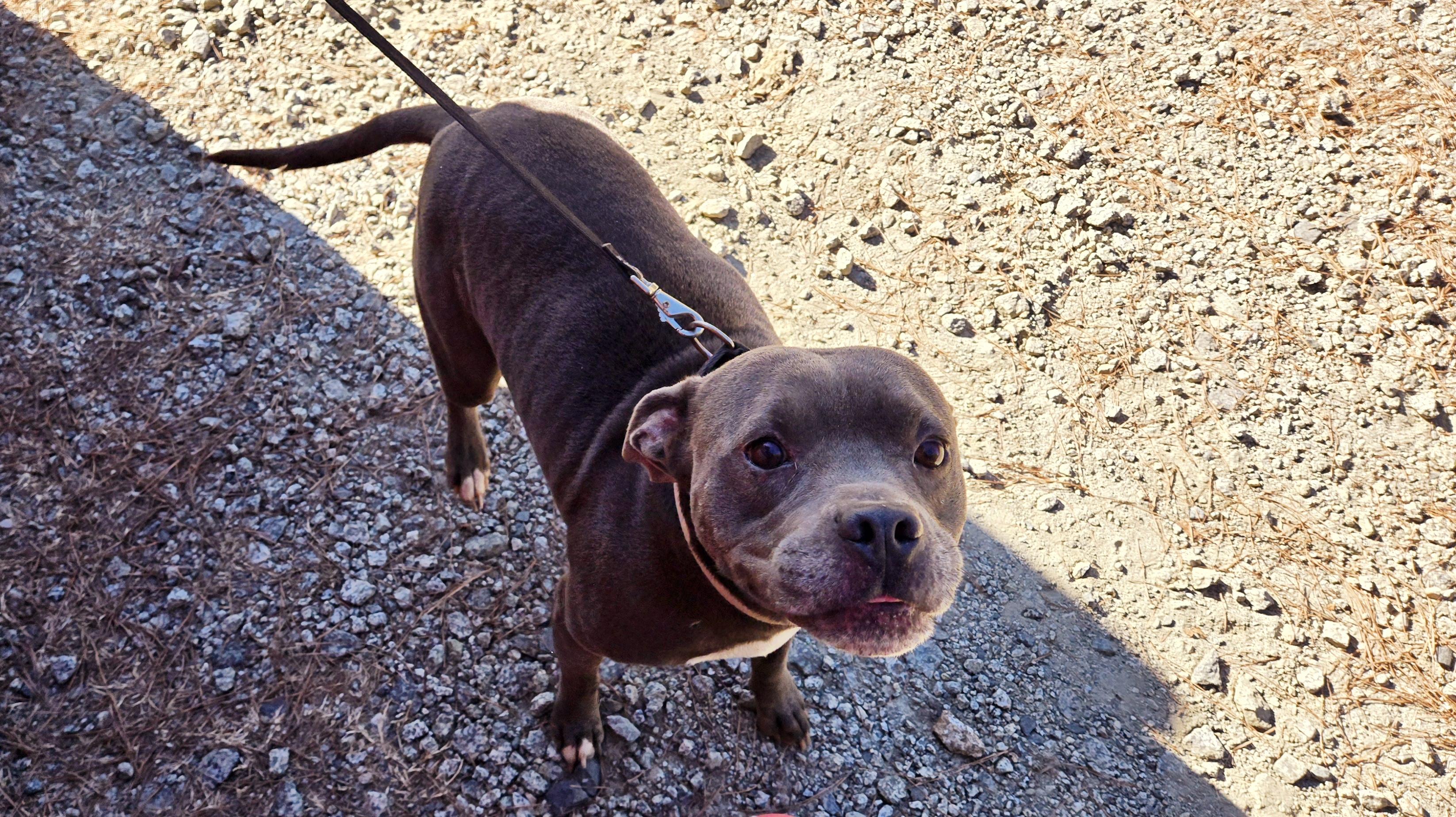 Batman, a Adoptable mixed breed in Denver, NC image 5/6