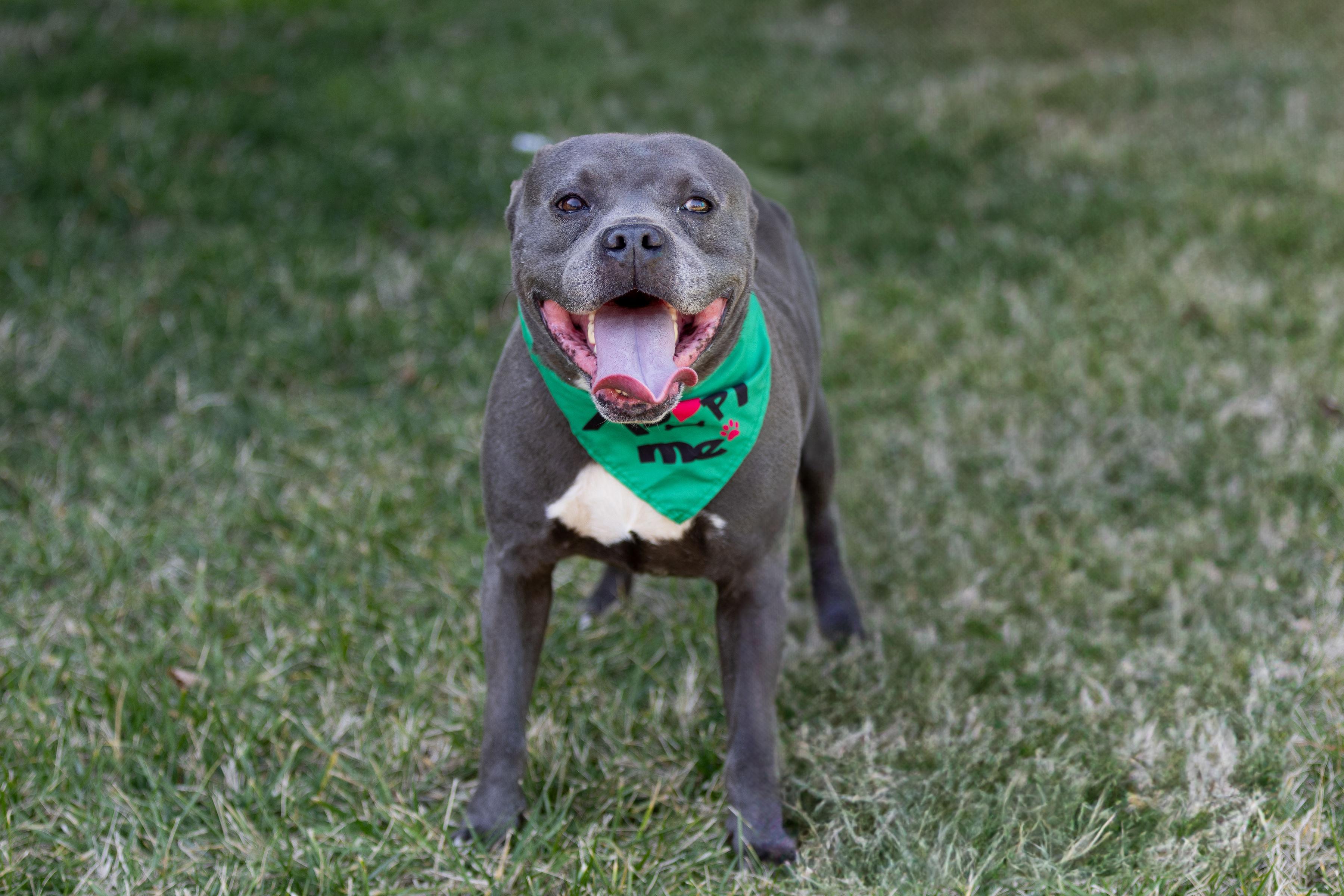 Batman, a Adoptable mixed breed in Denver, NC image 3/6