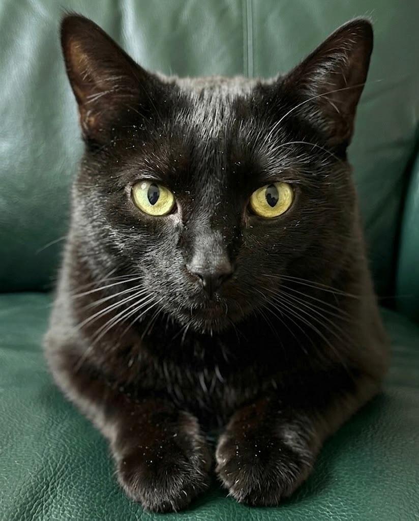 Enlarge Stevie Nicks, a Adoptable Domestic Short Hair in Vashon, WA image 1/1