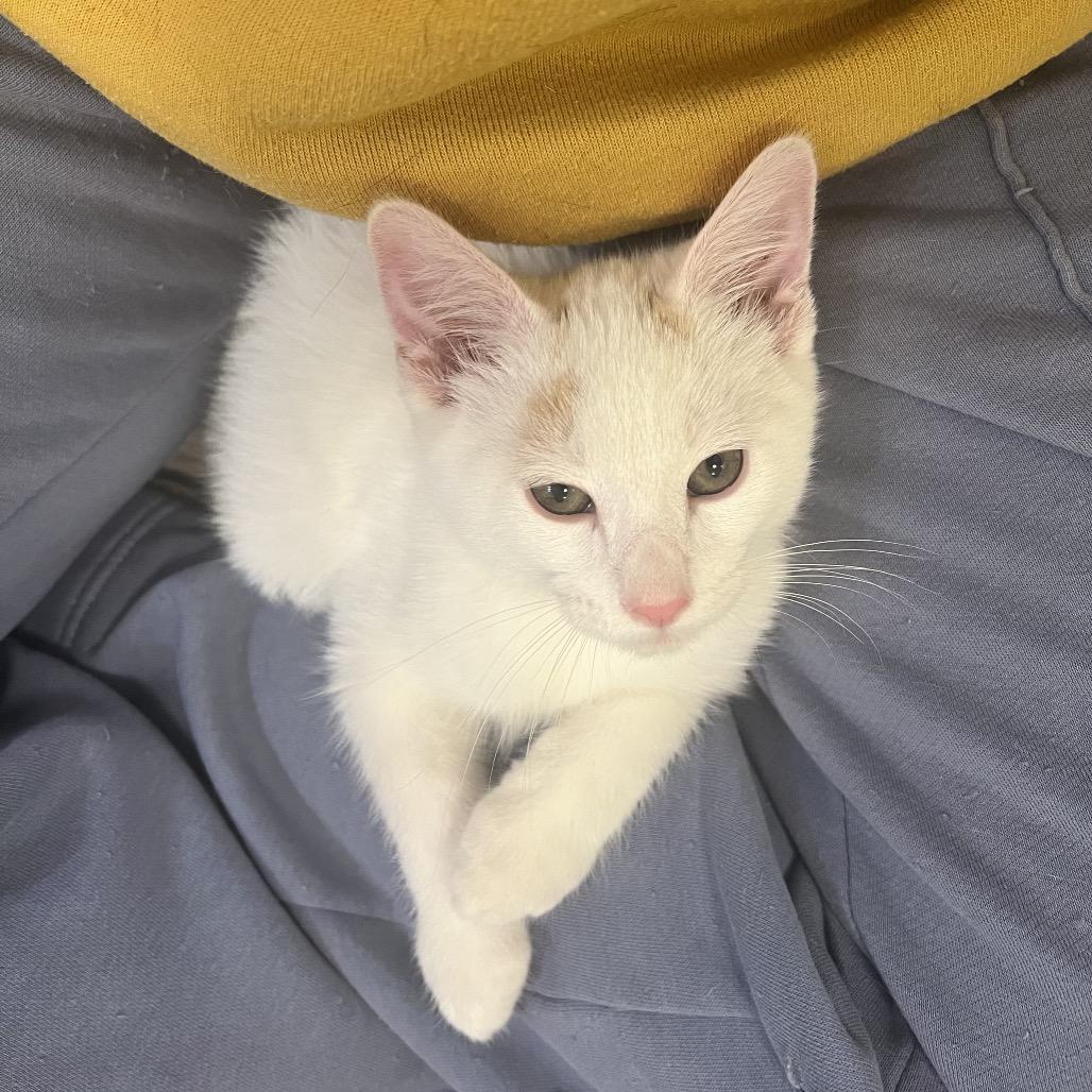 Enlarge Salt, a Adoptable Domestic Short Hair in Costa Mesa, CA image 1/6