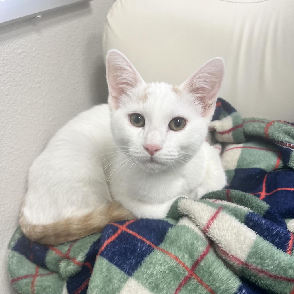 Enlarge Salt, a Adoptable Domestic Short Hair in Costa Mesa, CA image 1/6