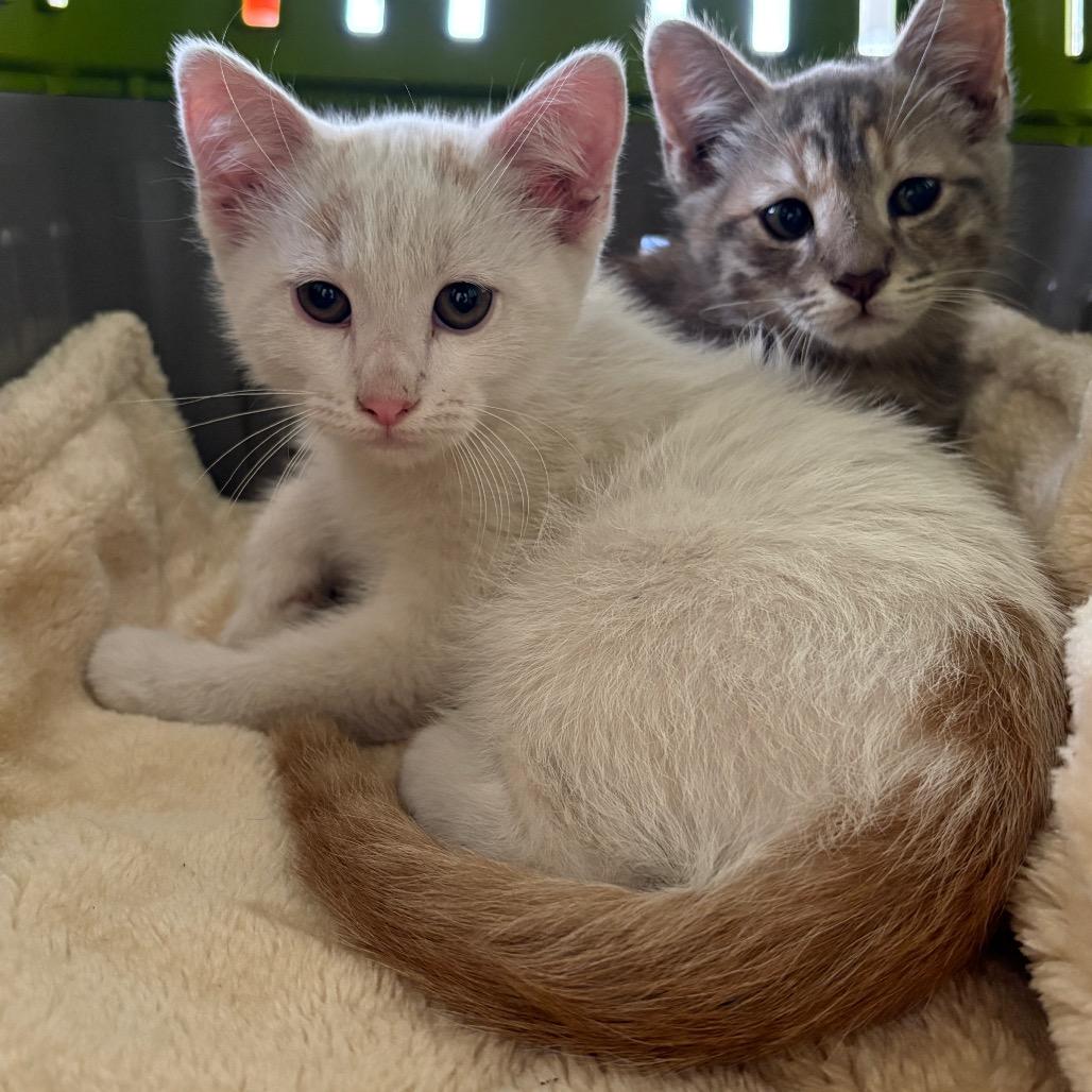 Enlarge Salt, a Adoptable Domestic Short Hair in Costa Mesa, CA image 2/6