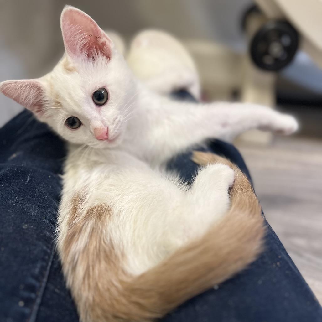 Enlarge Salt, a Adoptable Domestic Short Hair in Costa Mesa, CA image 3/6