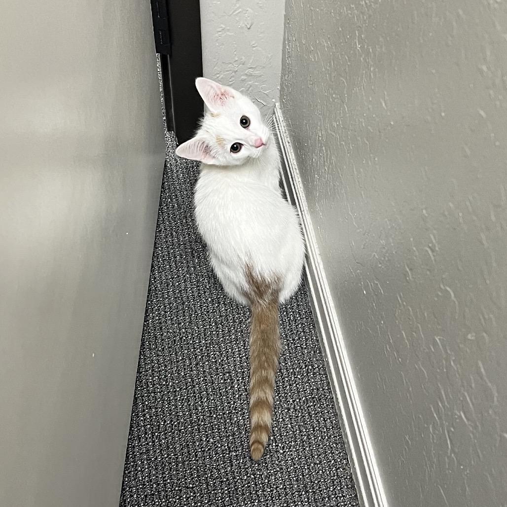 Enlarge Salt, a Adoptable Domestic Short Hair in Costa Mesa, CA image 4/6