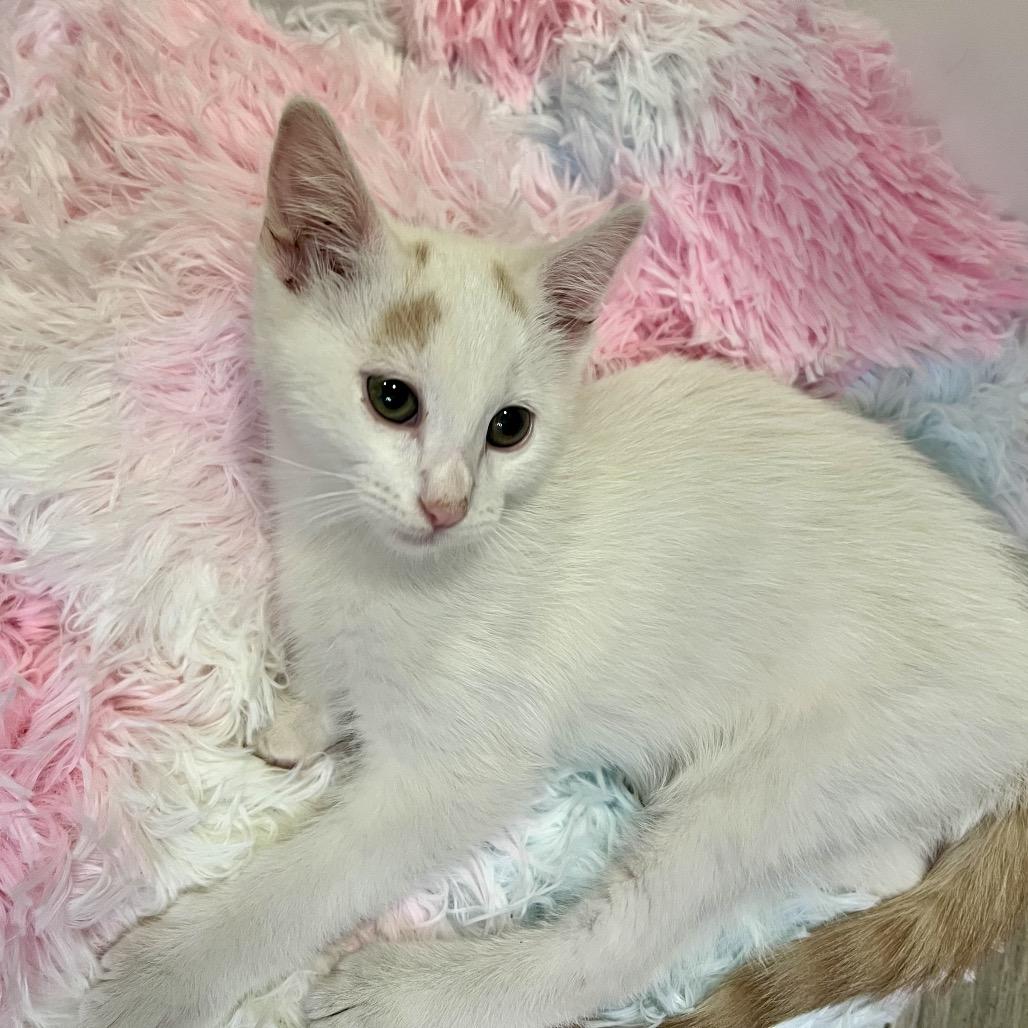 Enlarge Salt, a Adoptable Domestic Short Hair in Costa Mesa, CA image 5/6