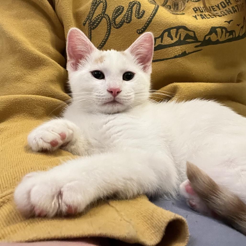 Enlarge Salt, a Adoptable Domestic Short Hair in Costa Mesa, CA image 6/6