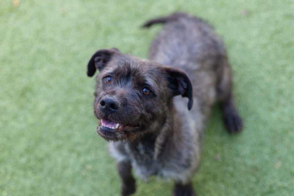Sophie, Adoptable, Young Female Terrier.