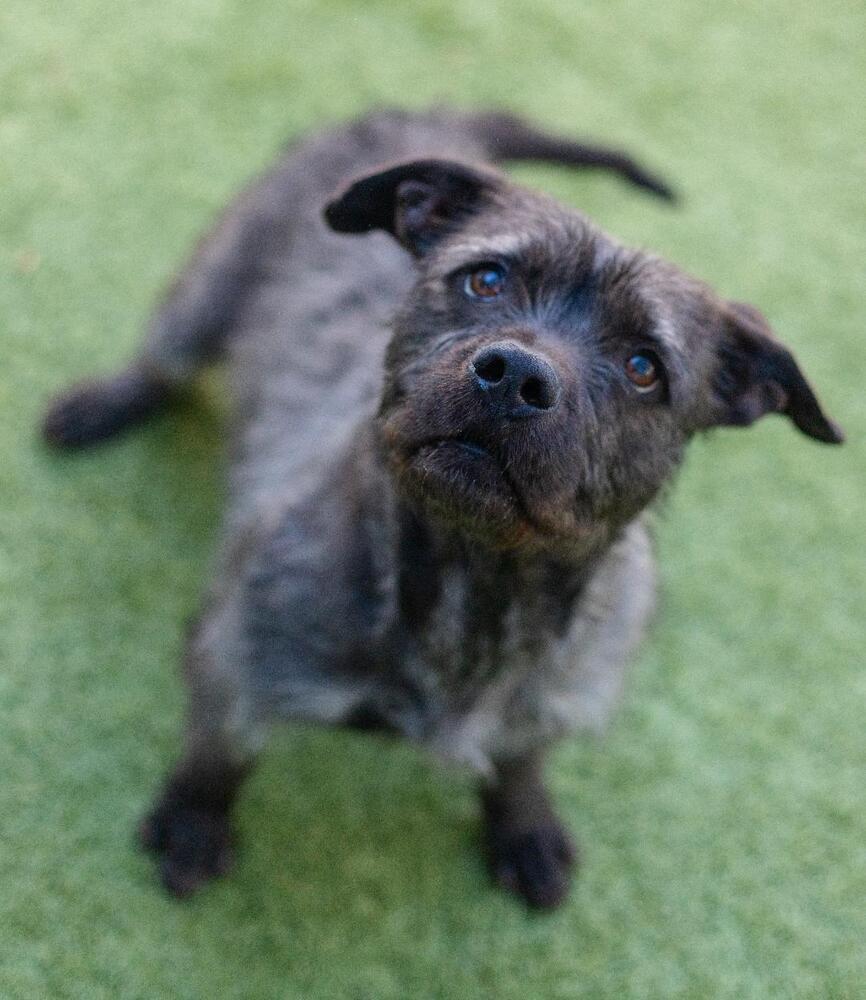 Sophie, a Adoptable mixed breed in Breinigsville, PA image 2/2