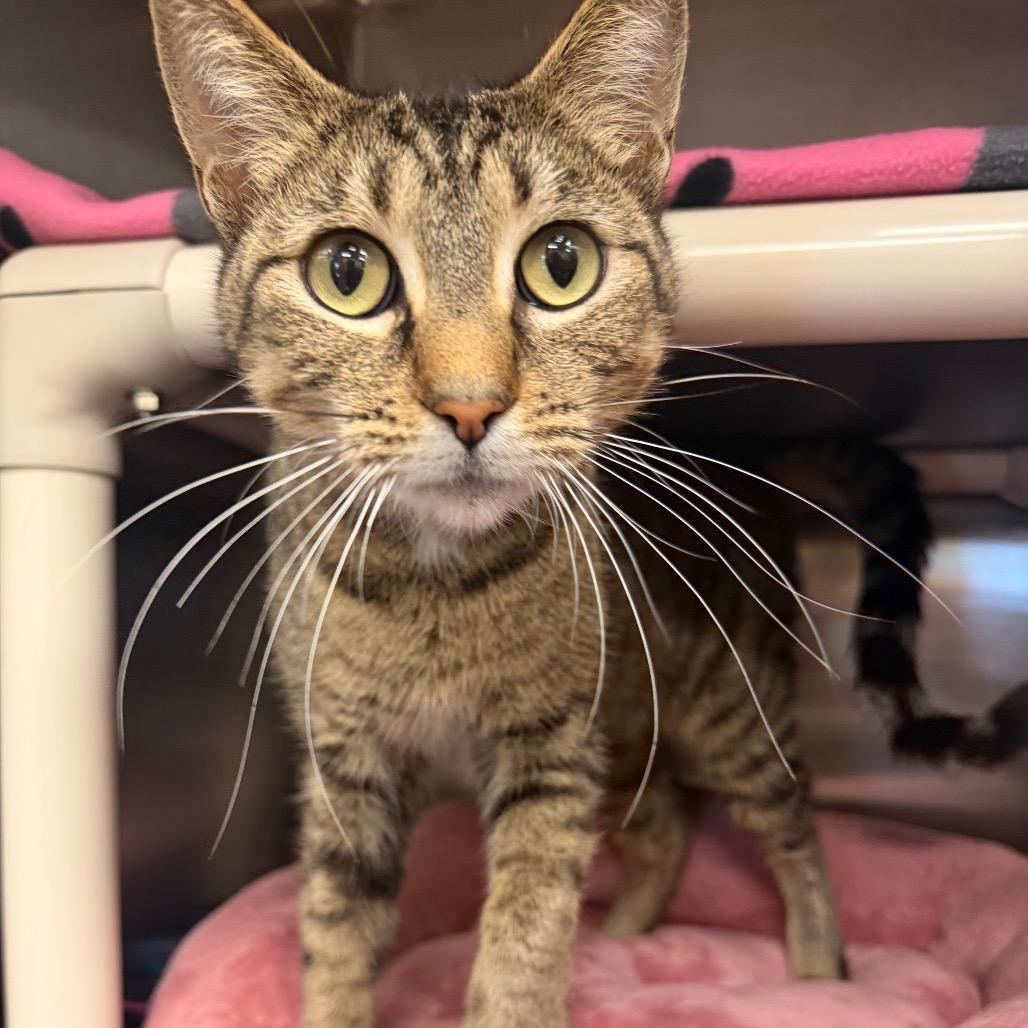 Tiger Lily, Adoptable, Adult Female Domestic Short Hair.