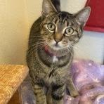 Tiger Lily, a Adoptable Domestic Short Hair in Keizer, OR image 2/2