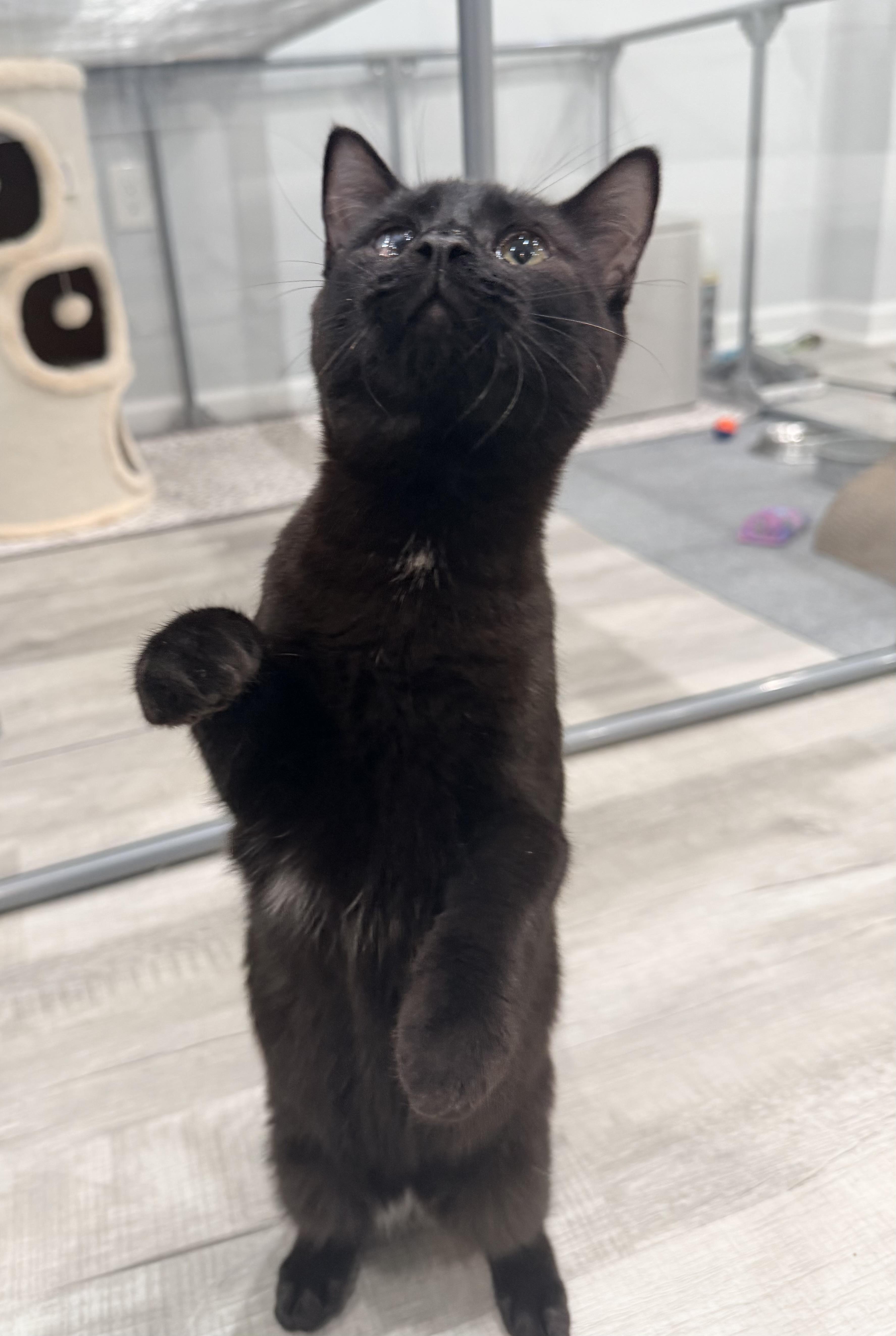 Enlarge Umbra, a Adoptable Domestic Short Hair in East Hanover, NJ image 2/2