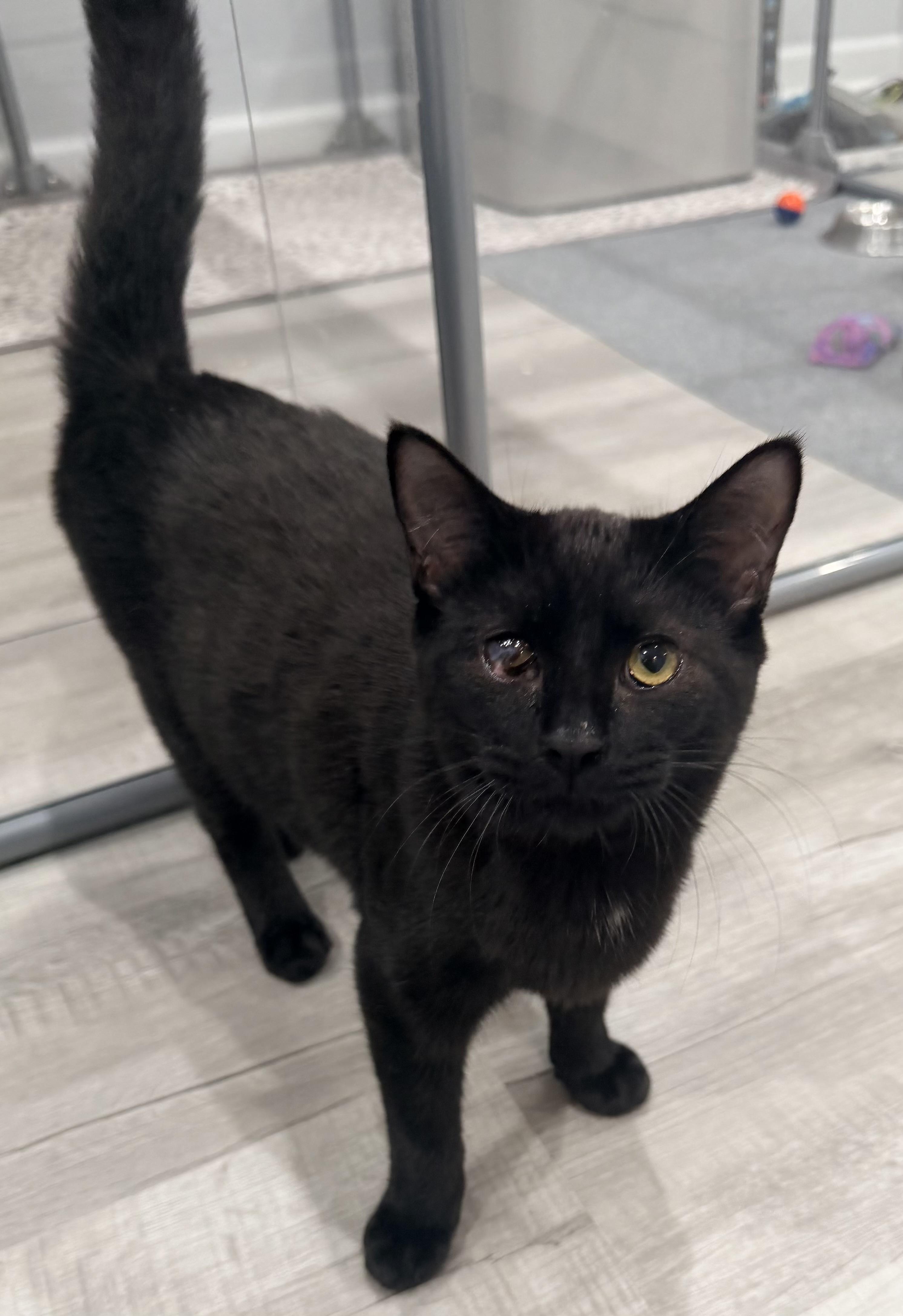 Enlarge Umbra, a Adoptable Domestic Short Hair in East Hanover, NJ image 1/2
