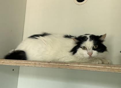 Enlarge Ying Yang, a Adoptable mixed breed in Palm Coast, FL image 1/1
