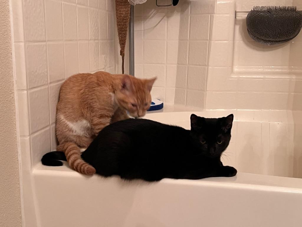 Count Chocula, Adoptable, Kitten Male Domestic Short Hair.