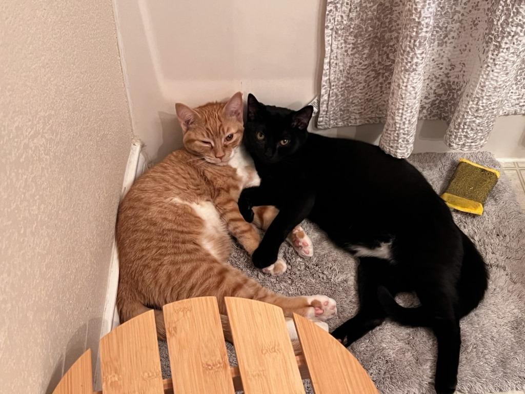 Count Chocula, Adoptable, Young Male Domestic Short Hair.