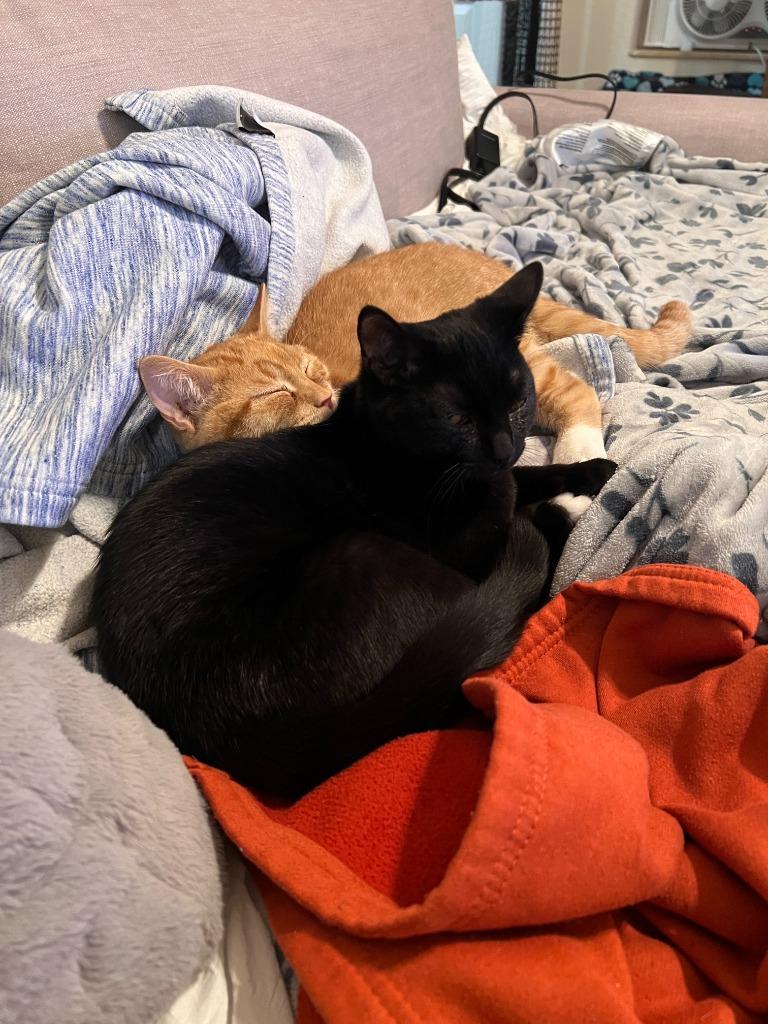 Enlarge Count Chocula, a Adoptable mixed breed in Minnetonka, MN image 2/6