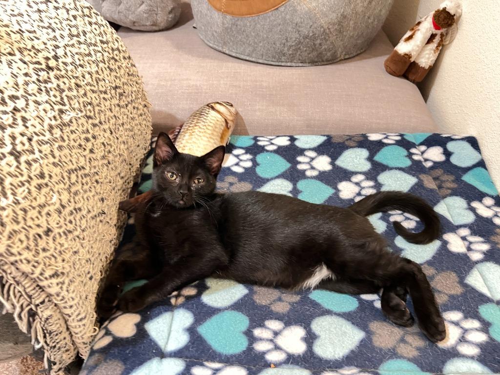 Enlarge Count Chocula, a Adoptable mixed breed in Minnetonka, MN image 6/6