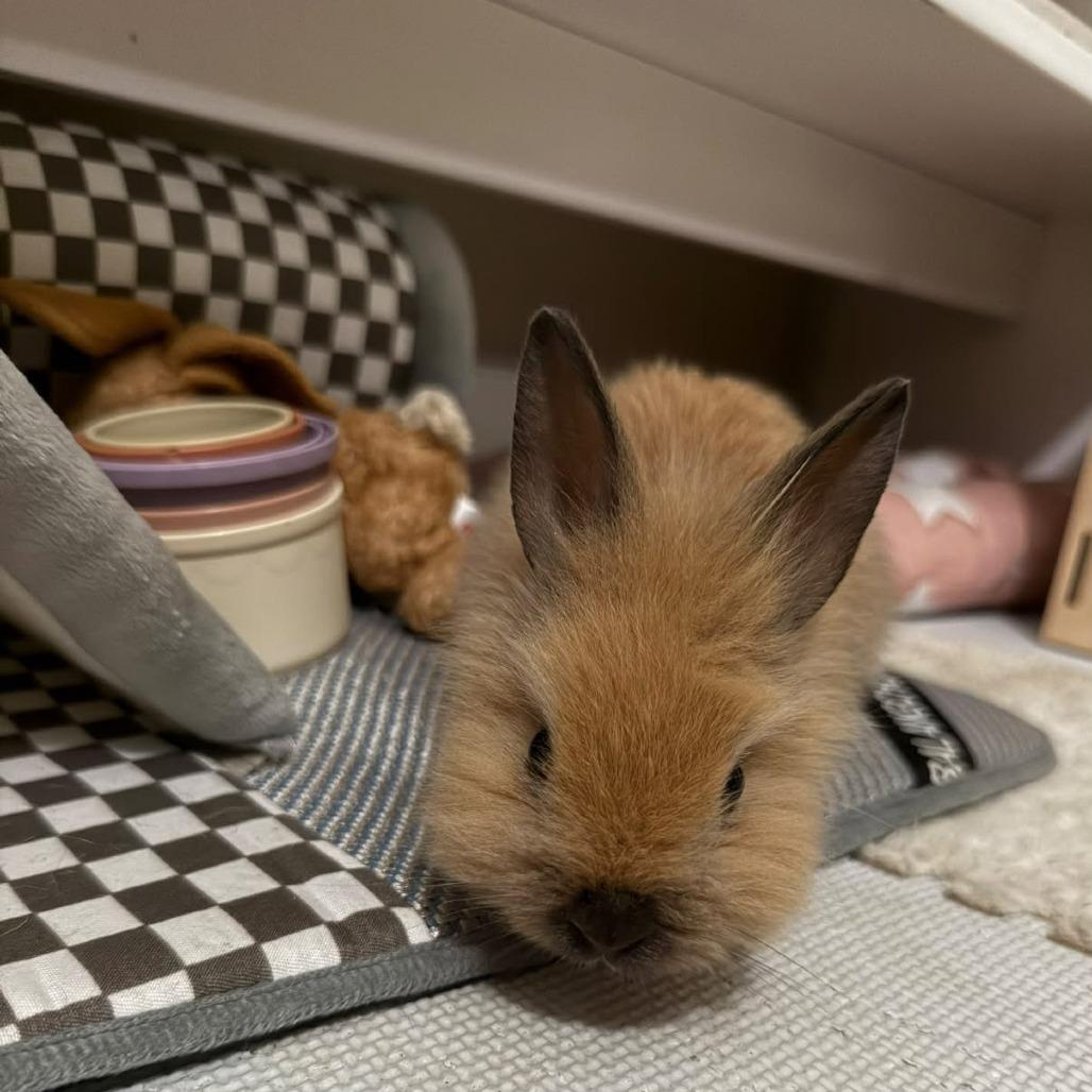 Enlarge Waffles, a Adoptable Lionhead in Hilliard , FL image 1/3