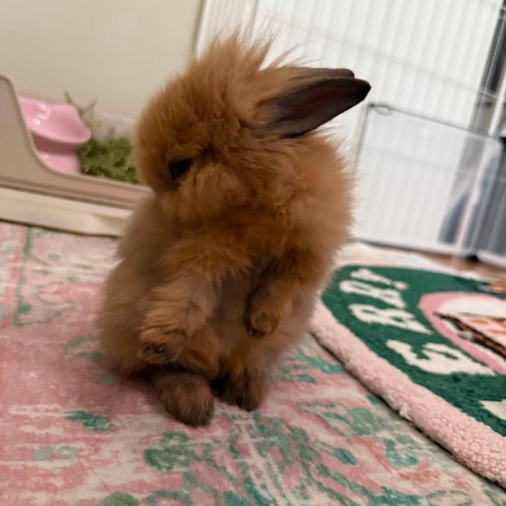 Enlarge Waffles, a Adoptable Lionhead in Hilliard , FL image 2/3
