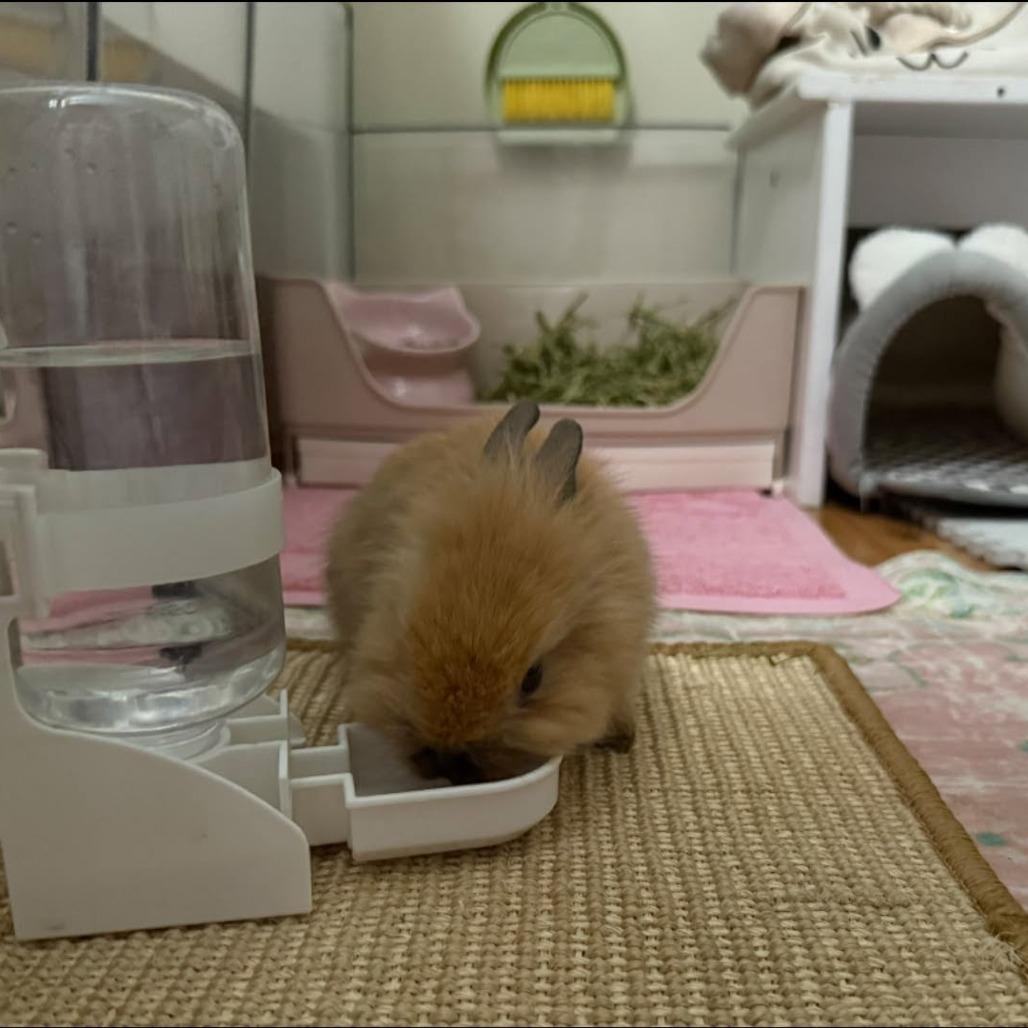 Enlarge Waffles, a Adoptable Lionhead in Hilliard , FL image 3/3