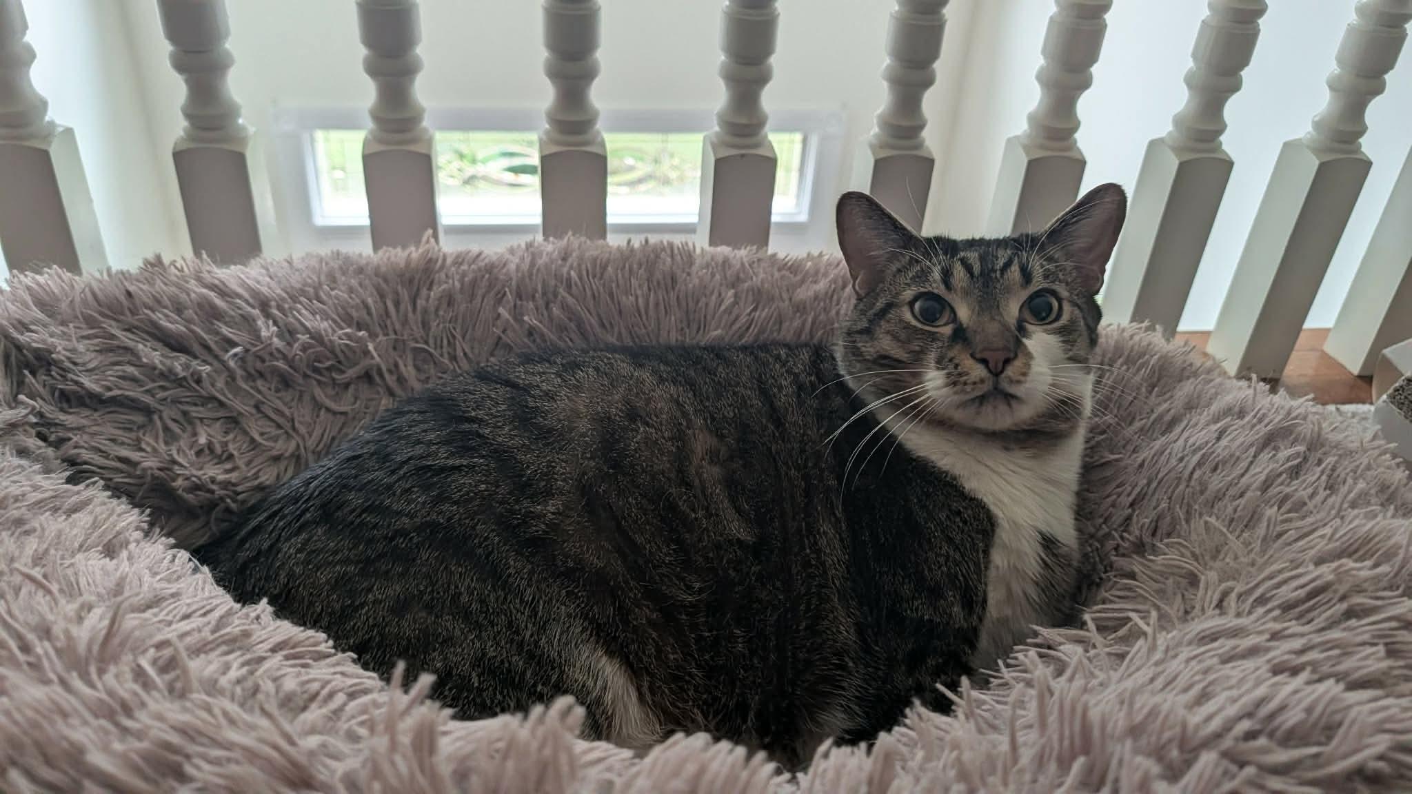Enlarge Monty - A LARGE LAD LOOKING FOR A BFF, a Adoptable Domestic Short Hair in Bristow, VA image 4/4