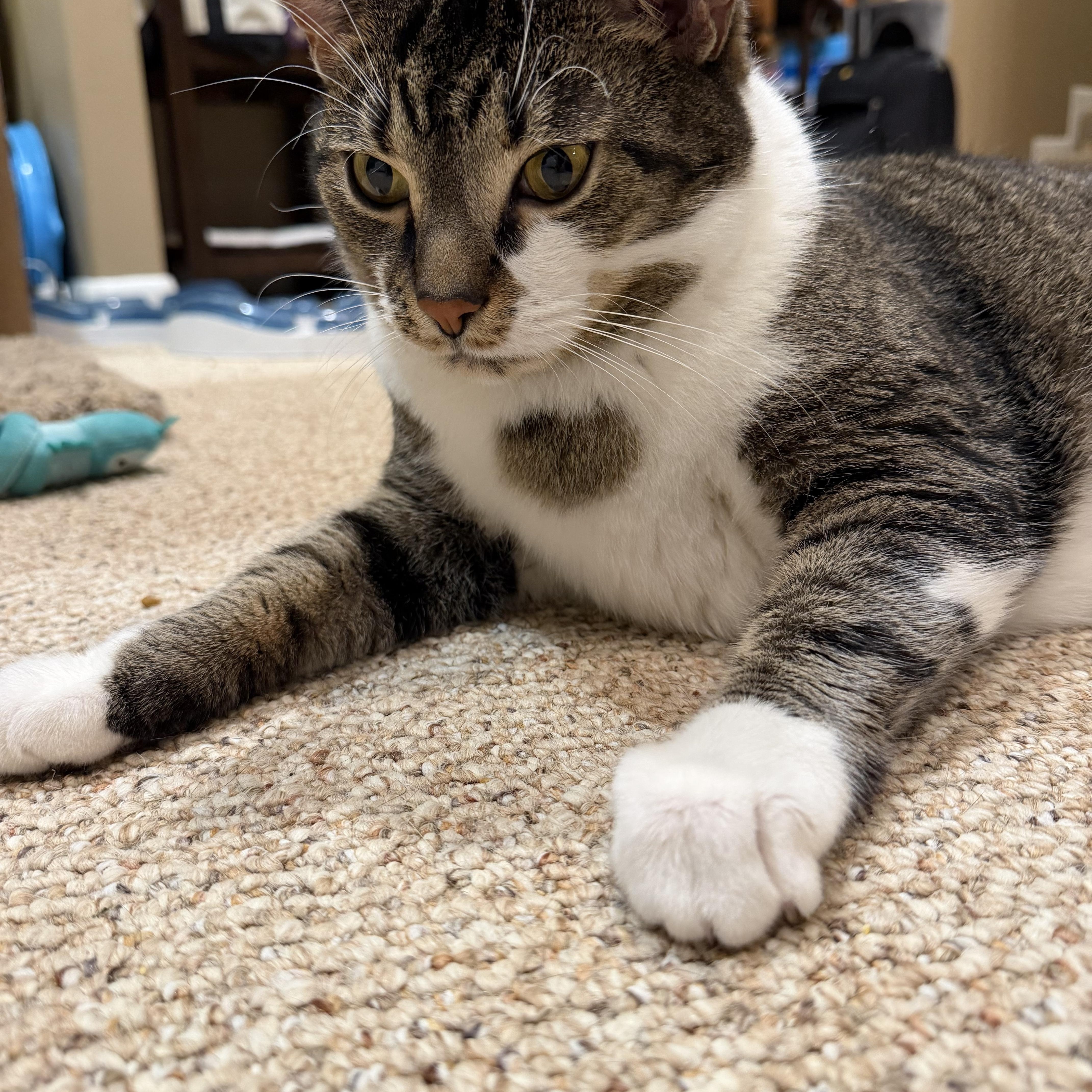 Enlarge Monty - A LARGE LAD LOOKING FOR A BFF, a Adoptable Domestic Short Hair in Bristow, VA image 2/4
