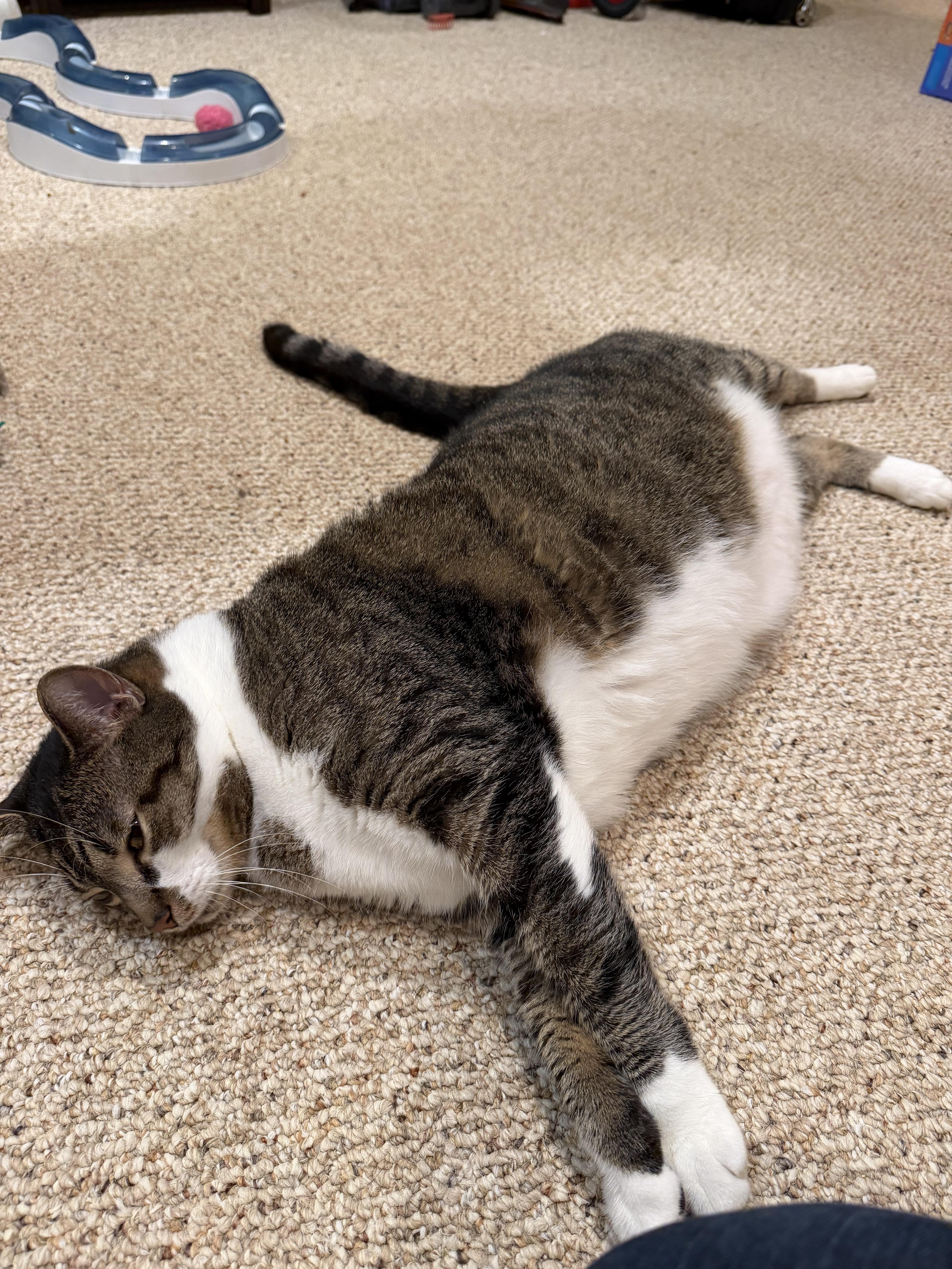 Enlarge Monty - A LARGE LAD LOOKING FOR A BFF, a Adoptable Domestic Short Hair in Bristow, VA image 3/4